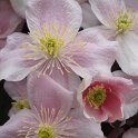 Clematis montana 'Tetrarose' fleur